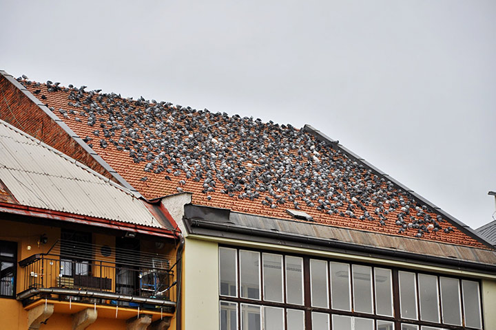 A2B Pest Control are able to install spikes to deter birds from roofs in Clapham Common. 