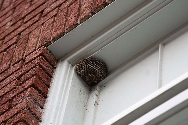 We provide a wasp nest removal service for domestic and commercial properties in Clapham Common.